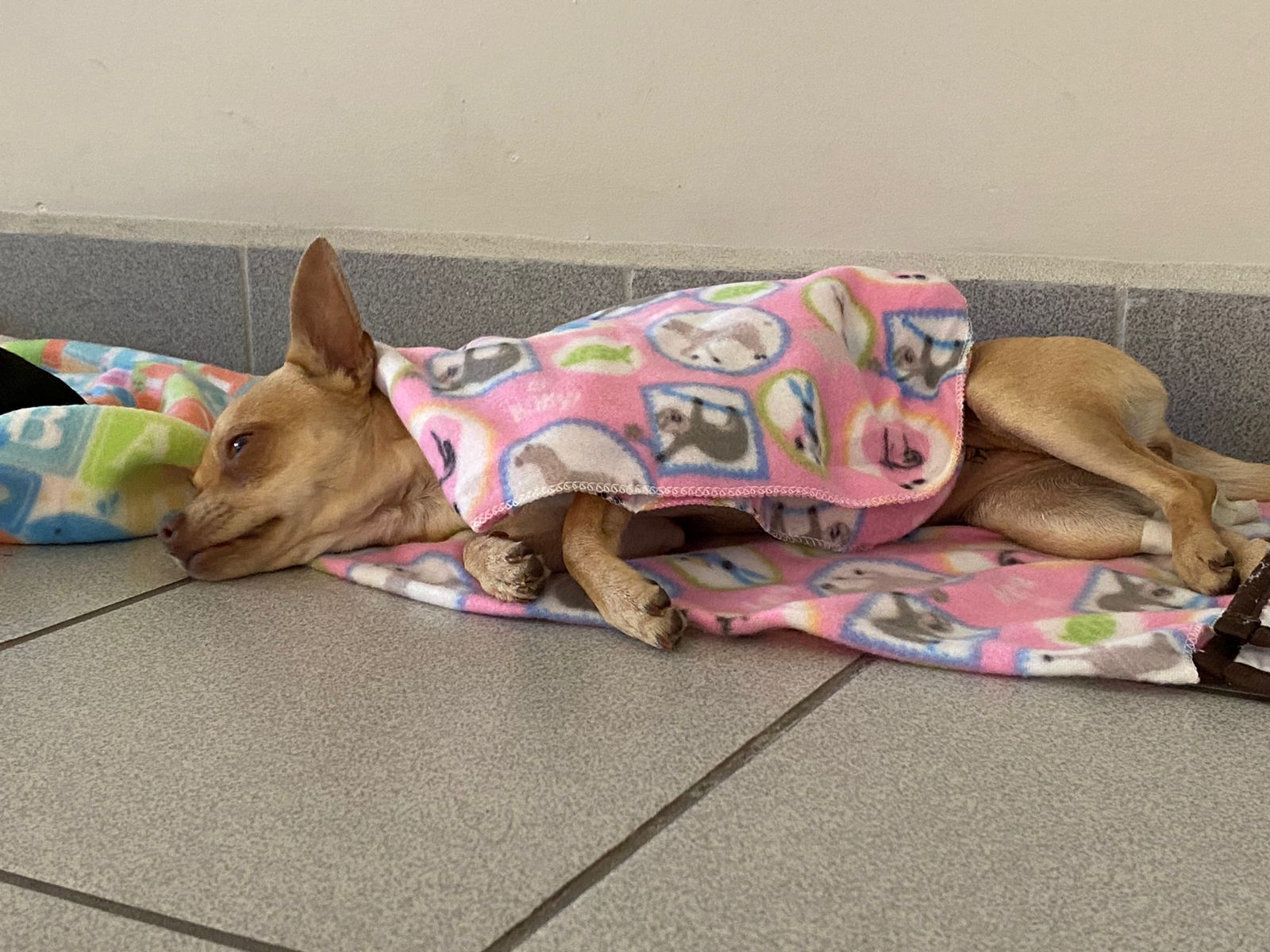 Campa&ntilde;a de esterilizaci&oacute;n en Cetys Universidad