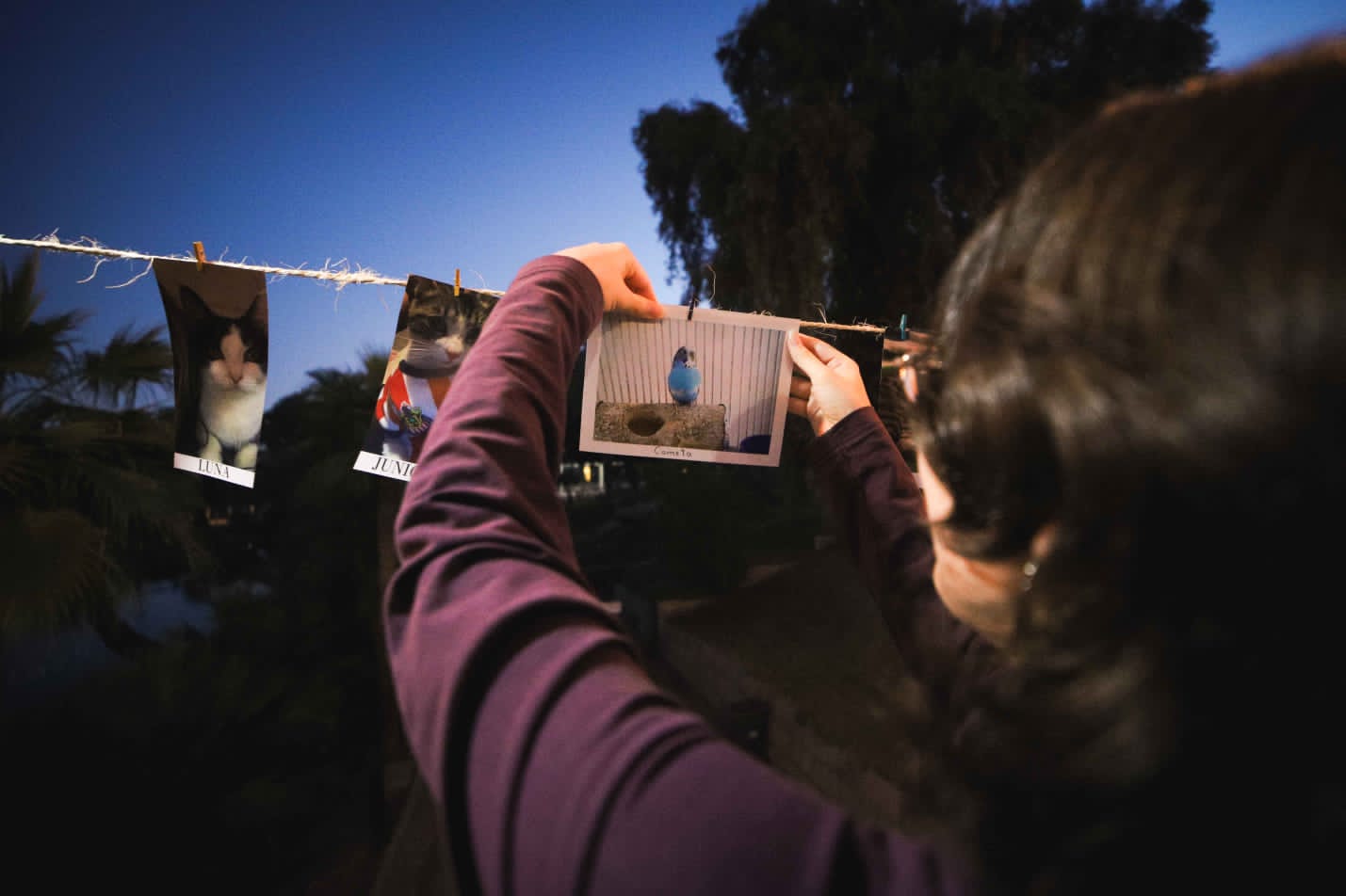 Se colgaron m&aacute;s de 100 fotograf&iacute;as de mascotas que por una u otra raz&oacute;n partieron de este mundo