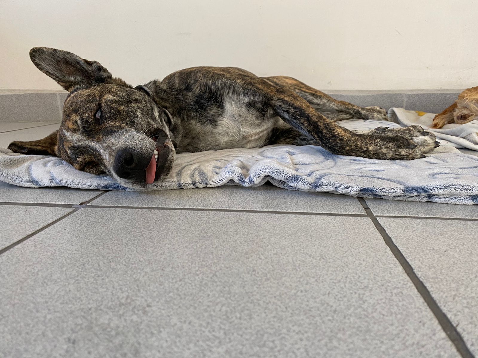 Campa&ntilde;a de esterilizaci&oacute;n en Cetys Universidad