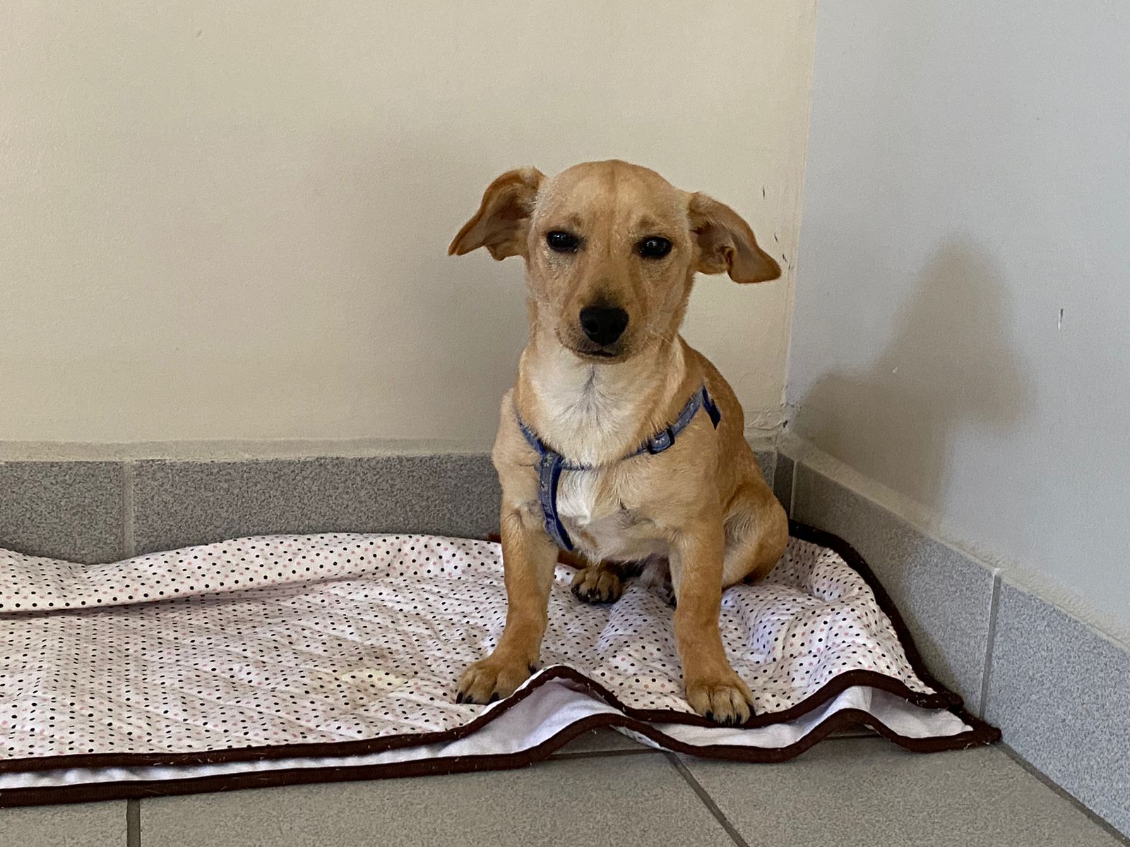 Campa&ntilde;a de esterilizaci&oacute;n en Cetys Universidad