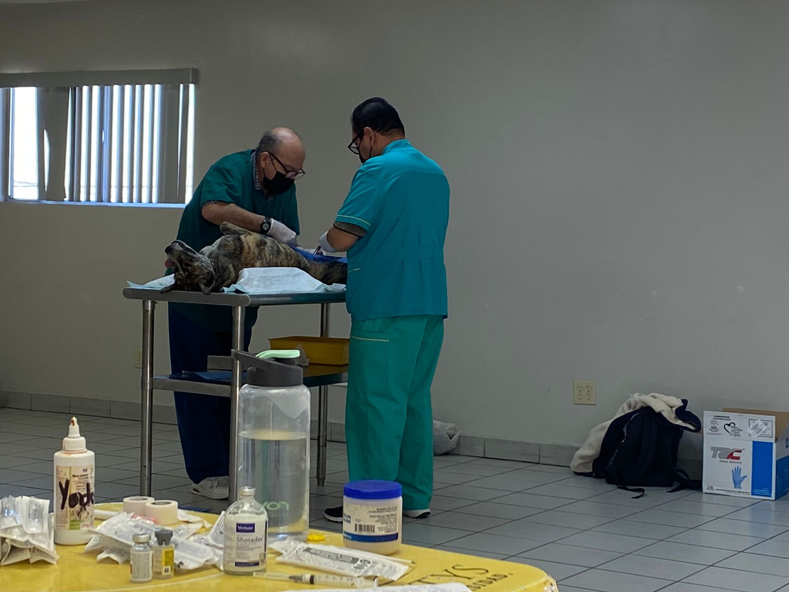 Campa&ntilde;a de esterilizaci&oacute;n en Cetys Universidad