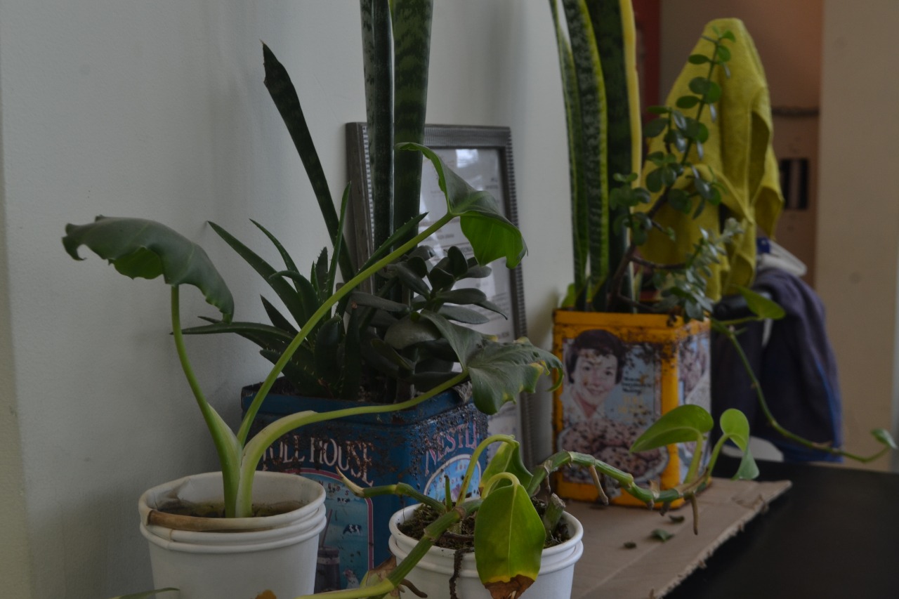 Plantitas, m&uacute;sica, vista al mar, comida y caf&eacute;, &iquest;Qu&eacute; m&aacute;s puedes pedir?