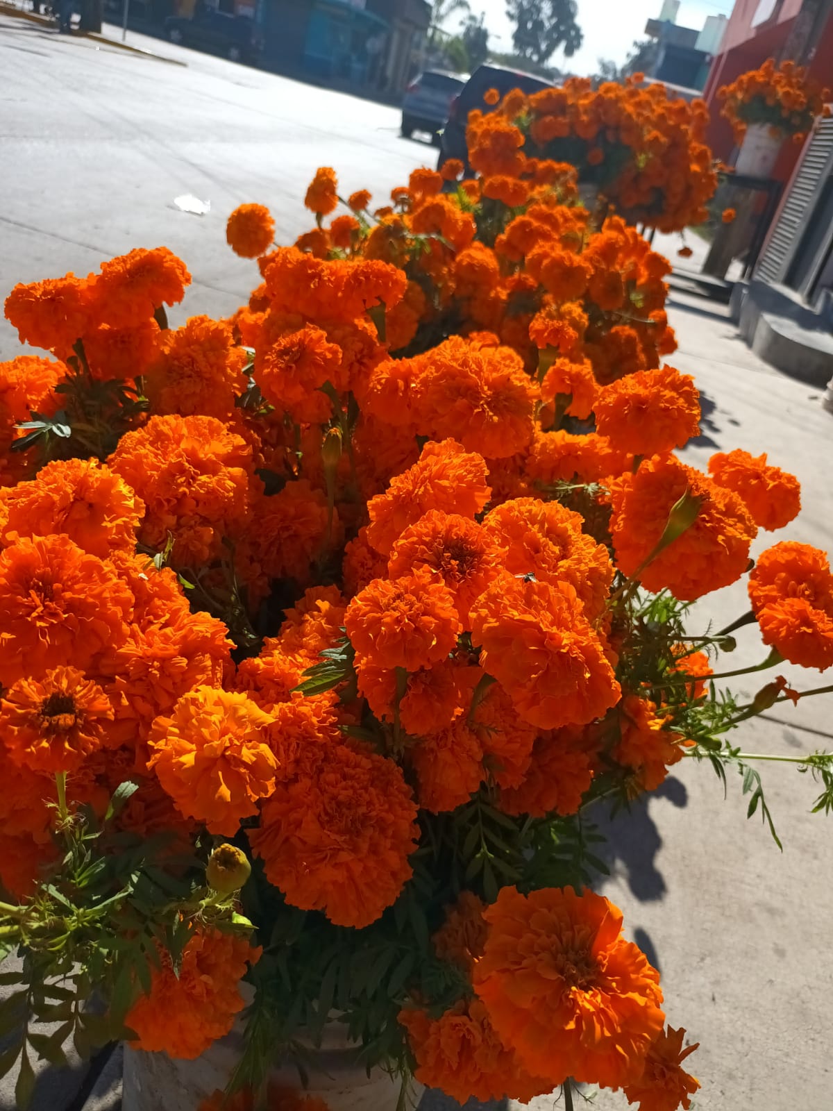 Flores listas para atraer a las almas