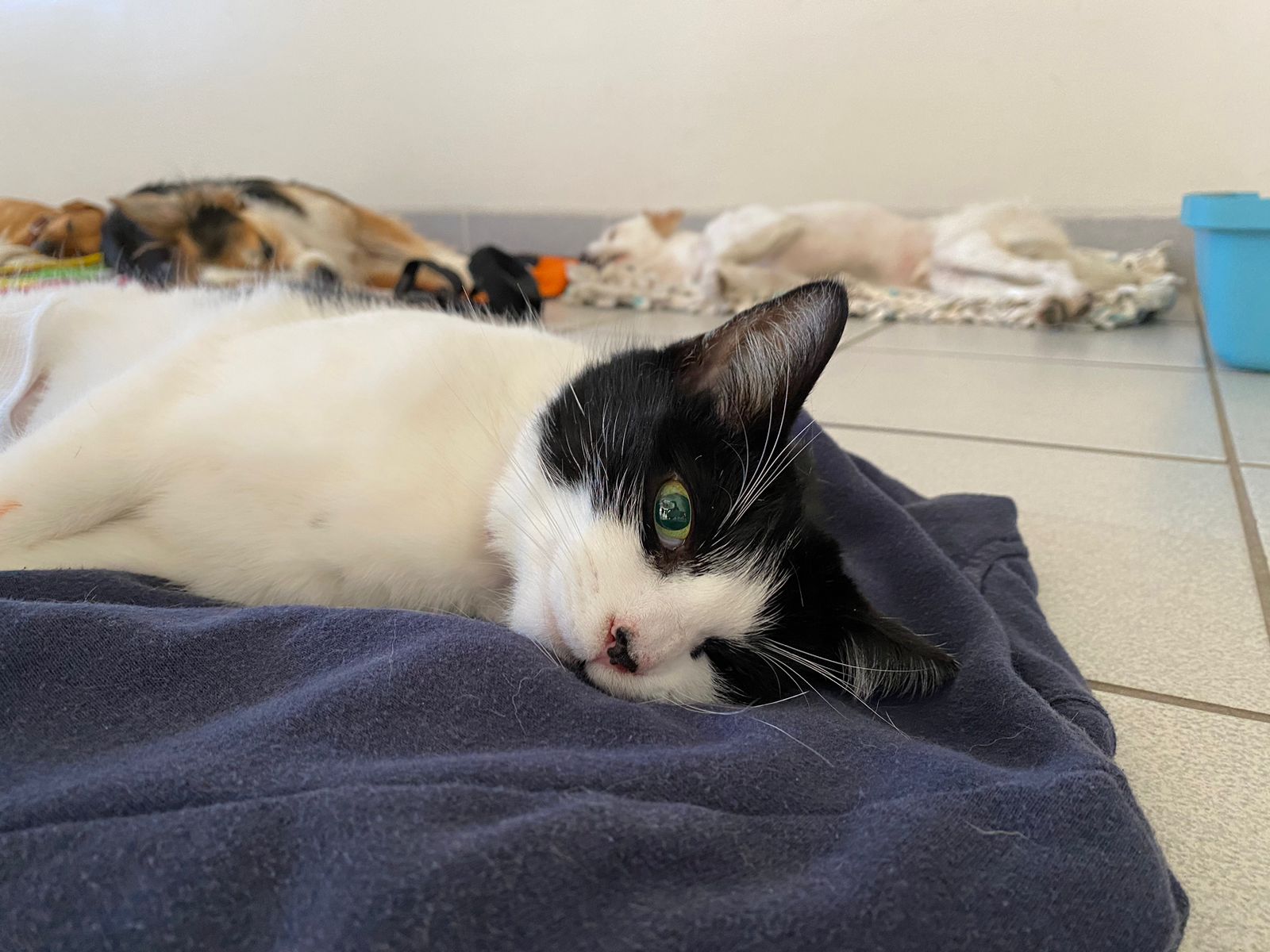 Campa&ntilde;a de esterilizaci&oacute;n en Cetys Universidad