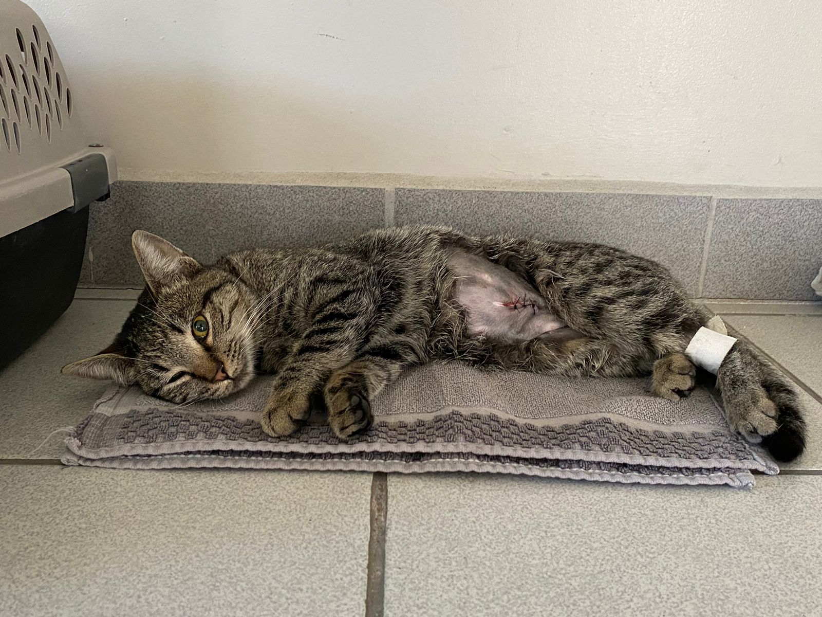 Campa&ntilde;a de esterilizaci&oacute;n en Cetys Universidad